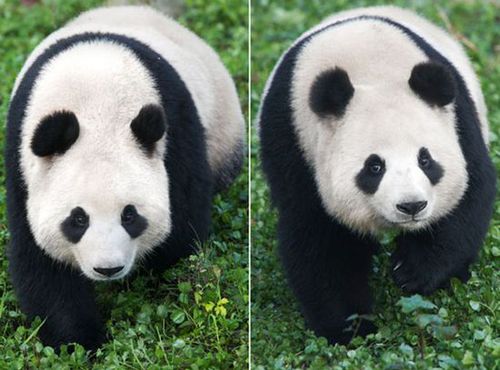 中国赠送韩国的大熊猫左边为雄性熊猫，右边为雌性熊猫网页截图