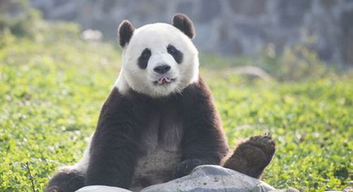 中国赠送韩国的雄性大熊猫（网页截图）