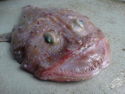 澳大利亚发现奇怪深海生物 眼睛凸出外形卡通