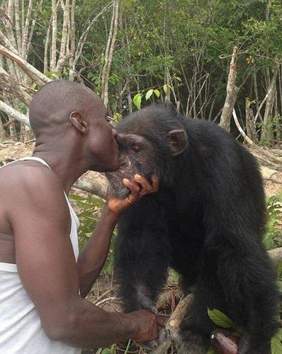 　猩猩与人类互动