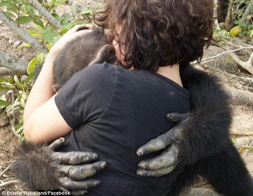 近日，大猩猩保护中心主任埃斯特尔(Estelle Raballand)来看望它时，孤独的蓬索兴奋地抱住了她，难掩喜悦之情。