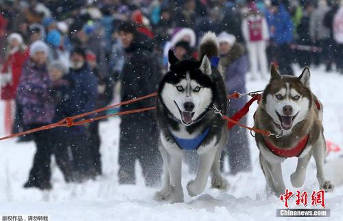 当地时间2月22日，俄罗斯符拉迪沃斯托克举办狗狗拉雪橇比赛，呆萌哈士奇展现实力。