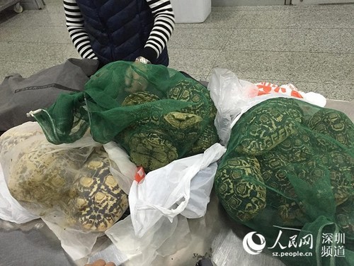 旅客背80只活体陆龟闯深圳海关被查