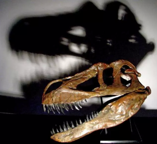 李奥纳多收藏的恐龙头骨化石“蛮龙格尼”（Torvosaurus gurneyi）  图片：nationalgeographic.com