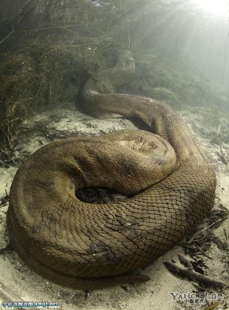 工地现超级大蟒蛇 盘点全球惊悚吓人巨型大蟒蛇