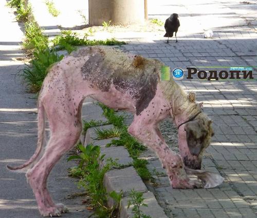 3月23日消息，保加利亚的流浪狗救援机构Rudozem Street Dog Rescue收到居民清求，说街上有一只流浪狗，全身毛都掉光了，看起来可能有传染病，怕伤到路人和孩子，想请救援机构把狗抓走，安乐死。