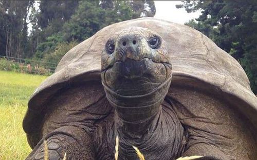 外媒:英国184岁陆龟首次洗澡 为全球最长寿动物