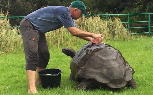 外媒:英国184岁陆龟首次洗澡 为全球最长寿动物