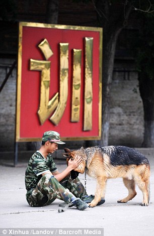 警犬排队等吃饭网络走红(图) 盘点中国警犬的犬种
