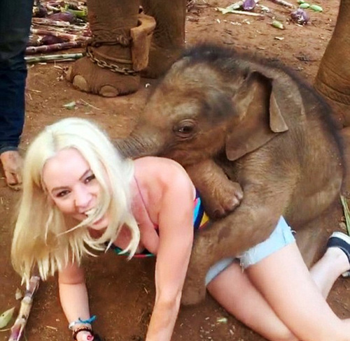 据英国《每日邮报》4月5日报道，近日，在泰国清迈的帕塔拉大象农场里，一头小象和游客们嬉戏玩耍、热情相拥，画面十分温馨。