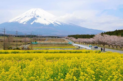 日本富士山下油菜花悉数绽放与樱花交相辉映（图）