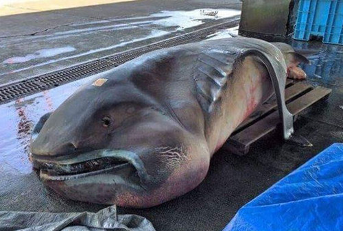渔民捕获罕见巨口鲨哪些海中“怪物”浮出水面？