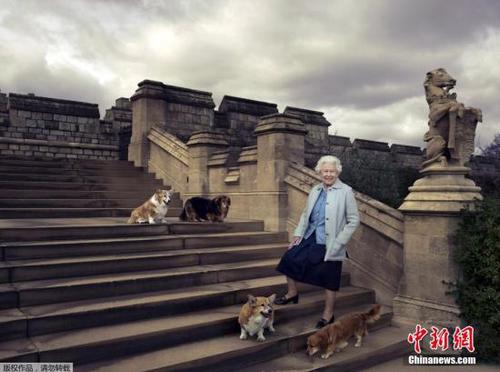 2016年4月21日消息，为了庆祝英国女王伊丽莎白二世将迎来90岁生日，路透发布一组女王的生活照。伊丽莎白女王在花园与四条爱犬合影。