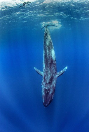 摄影师潜水遇蓝鲸 美轮美奂宛如童话世界