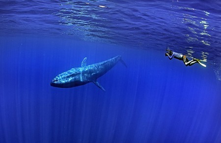 摄影师潜水遇蓝鲸 美轮美奂宛如童话世界