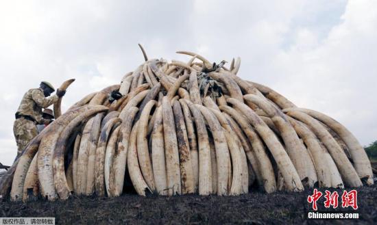 当地时间4月20日，肯尼亚野生动物服务部门工作人员在内罗毕国家公园内准备销毁大约105吨没收的象牙。