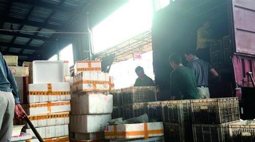 白沙洲市场内，工人将死虾搬上货车。
