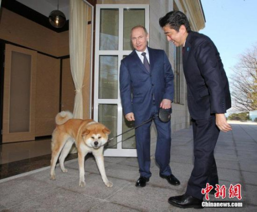 安倍看望日本送给普京的宠物狗“梦”。