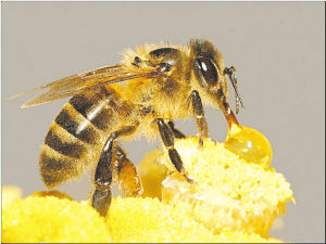吃蜂王浆有过敏风险 神奇功效缺乏科学依据