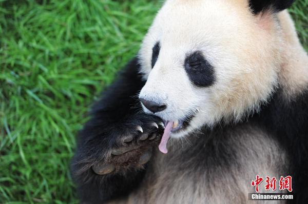 昆明大熊猫迎端午 吃美食玩龙舟2