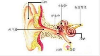“耳朵”出问题 警惕“鼻子”惹的祸