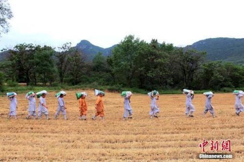 少林寺麦熟 僧众农场收麦忙恢复千年“农禅”