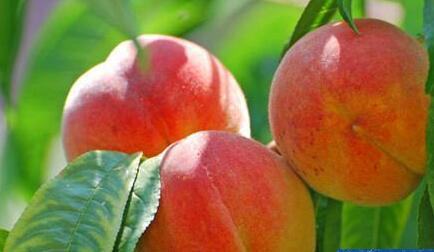 这5种水果营养丰富 最适合夏天吃
