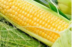 玉米好吃营养价值高 教你挑选玉米的方法
