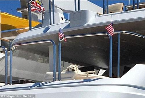 图为在游艇上午睡的拉布拉多犬。