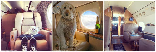 图为在私人飞机上有专属座位的狗狗。