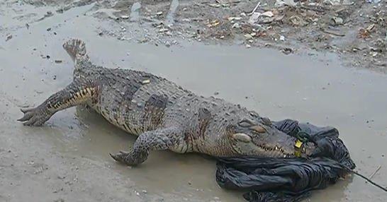 浙江路边现泰国食人鳄 2.4米散发阵阵恶臭