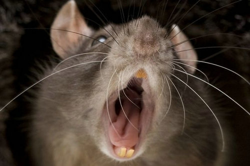 英国爆发2亿老鼠 体长60公分见人就咬
