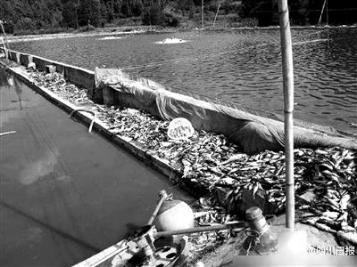 达州回应3万斤鱼被“热死”