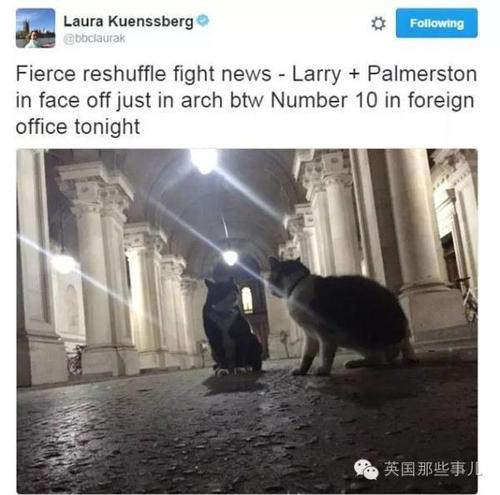 英国政坛新宫斗大戏 英国第一猫被外交部首席猫打伤