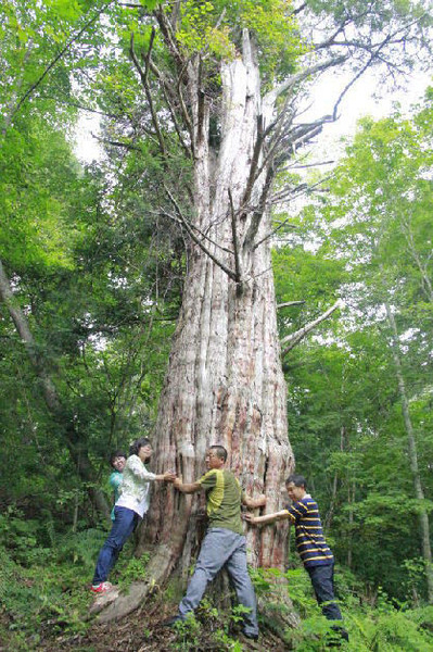 吉林发现罕见红豆杉古树群 最大树龄3000年老“祖宗”