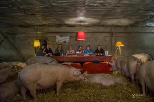 2016年8月10日讯（具体拍摄时间不详），在荷兰扎尔特博默尔，一个农民家庭拍摄了一组超现实主义的家庭合影。一家人坐在沙发和躺椅上，在起居室、河边、郊外、树林等地拍摄合影。他们饲养的猪也出现在合影中，毫无违和感。