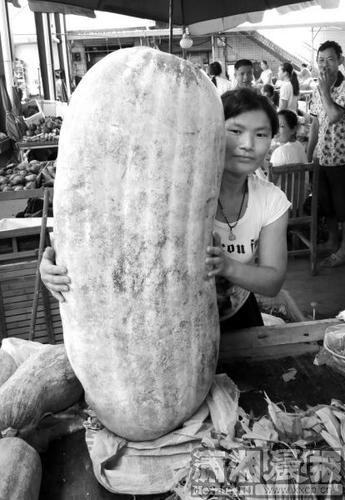 长沙一市场现84斤巨型冬瓜 成菜摊“活招牌”