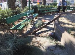 旧金山华盛顿广场公园的大树干倒下砸中华裔妇人。