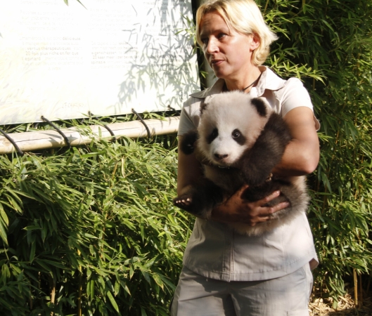 9月15日，在比利时布吕热莱特的天堂动物园，工作人员抱着大熊猫宝宝“天宝”出席取名仪式。