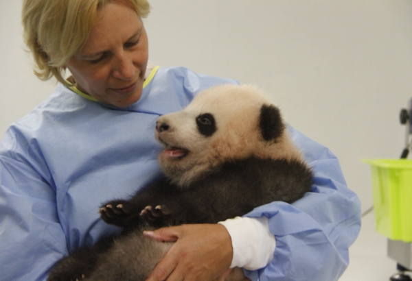 首只在比利时出生的大熊猫宝宝15日在中国人传统的中秋佳节正式拥有了自己的名字——“天宝”，寓意为“上天赐予的宝贝”。