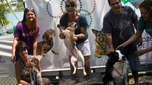 体育热情未退散：巴西里约首次举行狗狗奥运会（图）