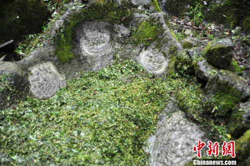 图为一个看似石巢四周的石头上，开出了一朵朵“石花”。　陈碧生 摄
