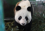 兰州动物园受伤大熊猫伤口已愈合结痂