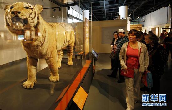 10月25日，上海自然博物馆重磅引进的英国伦敦自然历史博物馆“灭绝：并非世界末日？”巡展项目对公众开放。作为上海科技馆国际合作交流成果之一，该展首次走进亚洲。 汤彦俊 摄