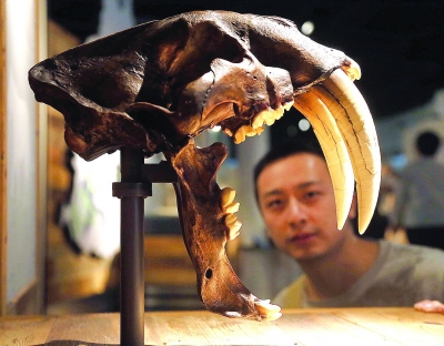 市民正在参观剑齿虎头骨模型。青年报记者 吴恺 摄