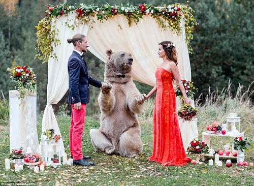 据《每日邮报》报道，近日，一对俄罗斯情侣丹尼斯（Denis）和尼利亚（Nelya）在莫斯科举行了婚礼。与众不同的是，他们邀请了一只重21英石（约267斤）的灰熊上台，作为特别嘉宾为证婚，甚至还吻了新娘。1