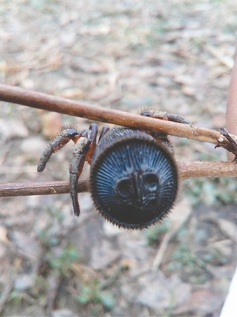 蒲江发现的这只蜘蛛身体后部如磨盘似印章