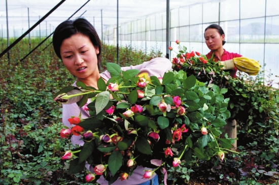 截至2015年底，云南省花卉产业规模近400亿元，90%以上销往外省和46个国家和地区，成就了一张“美丽品牌”。图为农民收获鲜花。