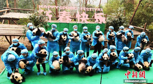 1月20日，成都大熊猫繁育研究基地2016年出生的23只“熊猫天团”再聚齐，23位饲养员抱着熊猫宝宝，排成“2017”字形，向全球人民送福。安源 摄