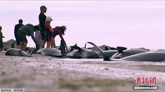 据悉，这是新西兰最大的一次鲸鱼搁浅事件，搁浅数量超过400头。